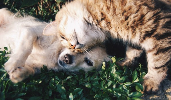 CBD Öl bei Hunden und Katzen - Anwendung, Dosierung & Studien